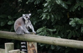Chester Zoo 2015-123